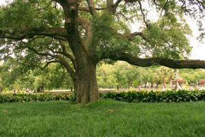 tulane_tree_IMG_5116-300x200