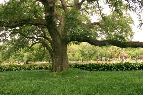 tulane_tree_IMG_5116