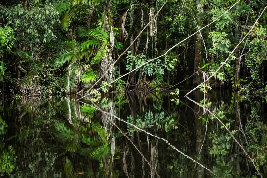 The forest of mirrors