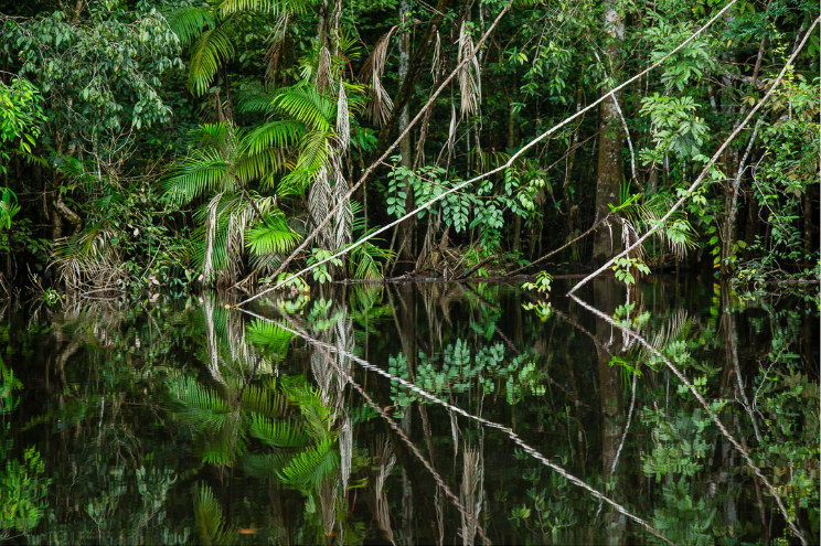 The Forest of Mirrors