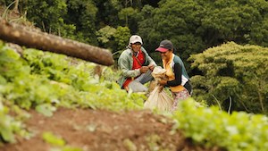 Cauca