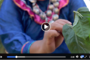 Uso medicinal del matico (Shipibo)