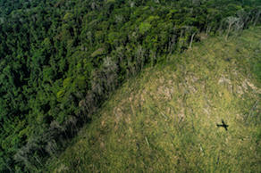 Deforestation in Para
