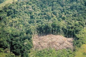COVID-19: los retos en protección del medio ambiente (5-18-20)