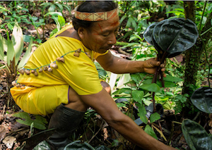 Triple crisis of pipelines, pesticides and pandemic is an existential threat to Ecuador’s indigenous peoples (6-5-20)