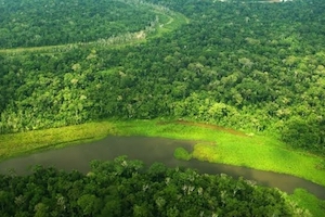 MINAM: Deforestación en Amazonía peruana se habría reducido en más de 28% durante aislamiento social obligatorio (6-30-20)
