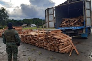 Alerta en la Amazonía ecuatoriana: madereros ilegales arrasan en medio de la pandemia (9-8-20)